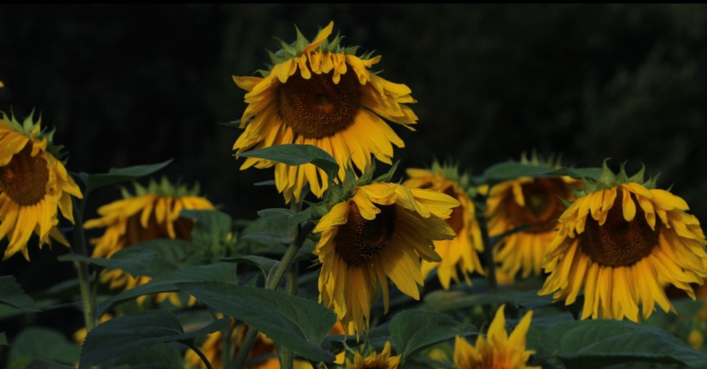 hangende zonnebloemen